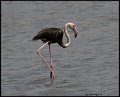 _9SB1374 greater flamingo